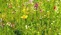 Natur-Refugium - Tracht und Wildblumenmischung