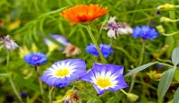 Natur-Bltenrefugium - Wildblumenmischung