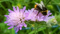 Acker-Witwenblume - Knautia arvensis - FOTO(C)www.trachtpflanzen24.de