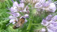 Phacelia - Phacelia tanacetifolia - FOTO(C)www.trachtpflanzen24.de