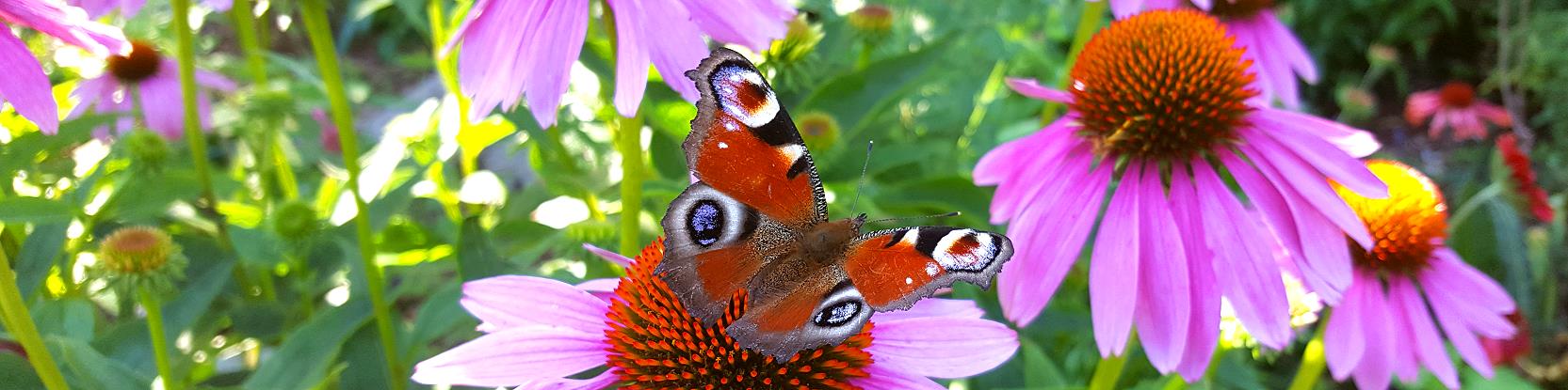 Schmetterling des Jahres 2009: Tagpfauenauge - FOTO(C)www.trachtpflanzen24.de