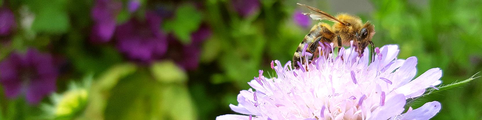 Biene auf Gewhnlicher Teufelsabbiss - Succisa pratensis - FOTO(C)www.trachtpflanzen24.de