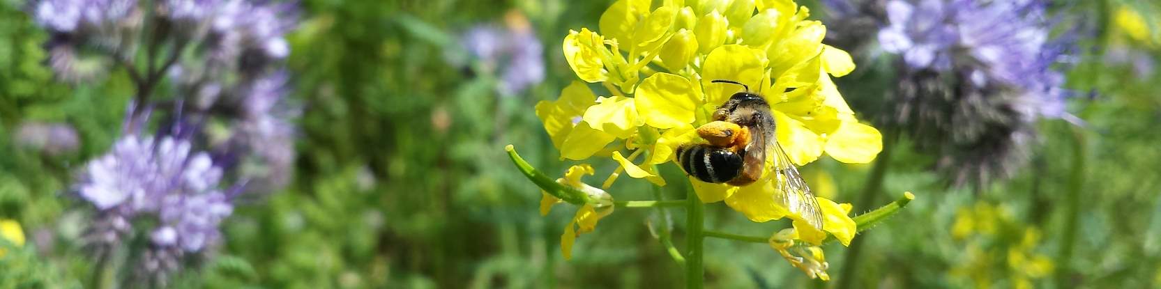 Hummel in Bienenweide - FOTO(C)www.trachtpflanzen24.de